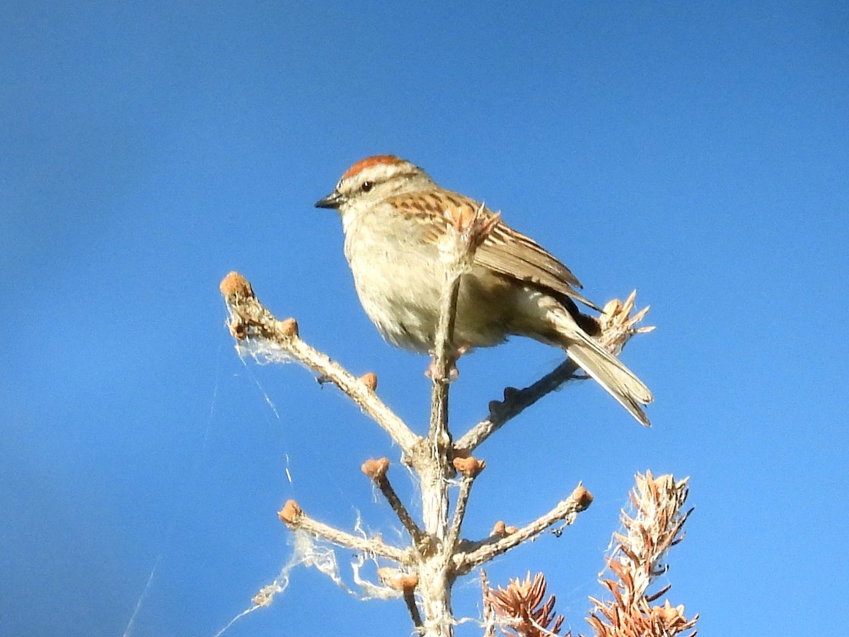 Chipping Sparrow - ML620900481