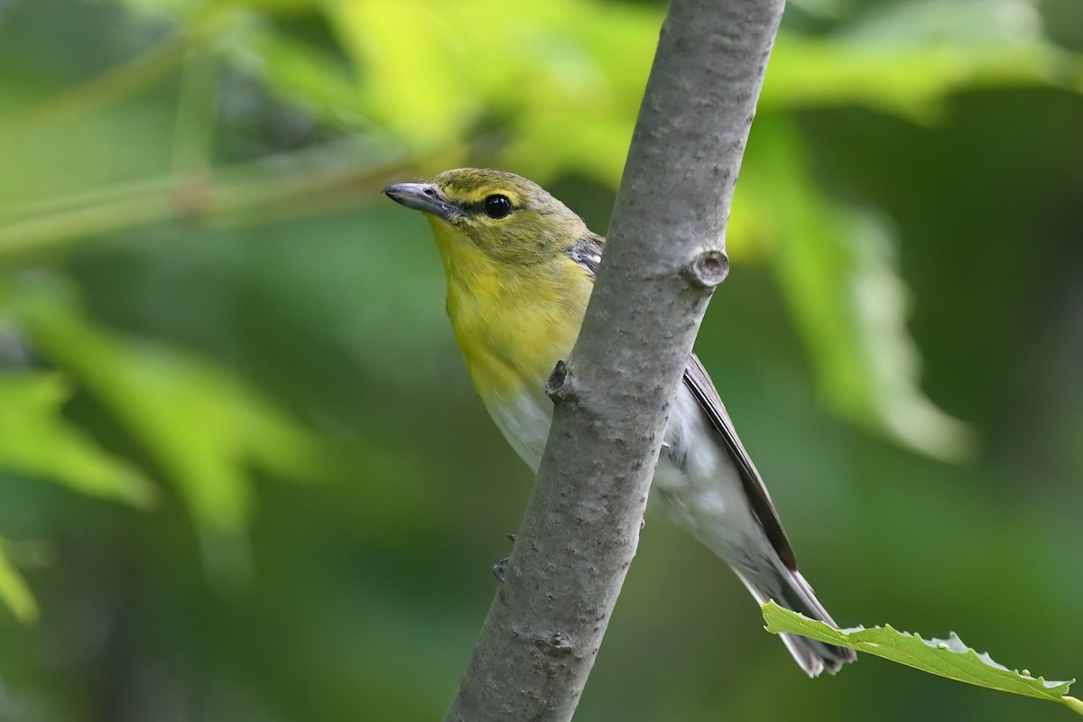 Yellow-throated Vireo - ML620900483