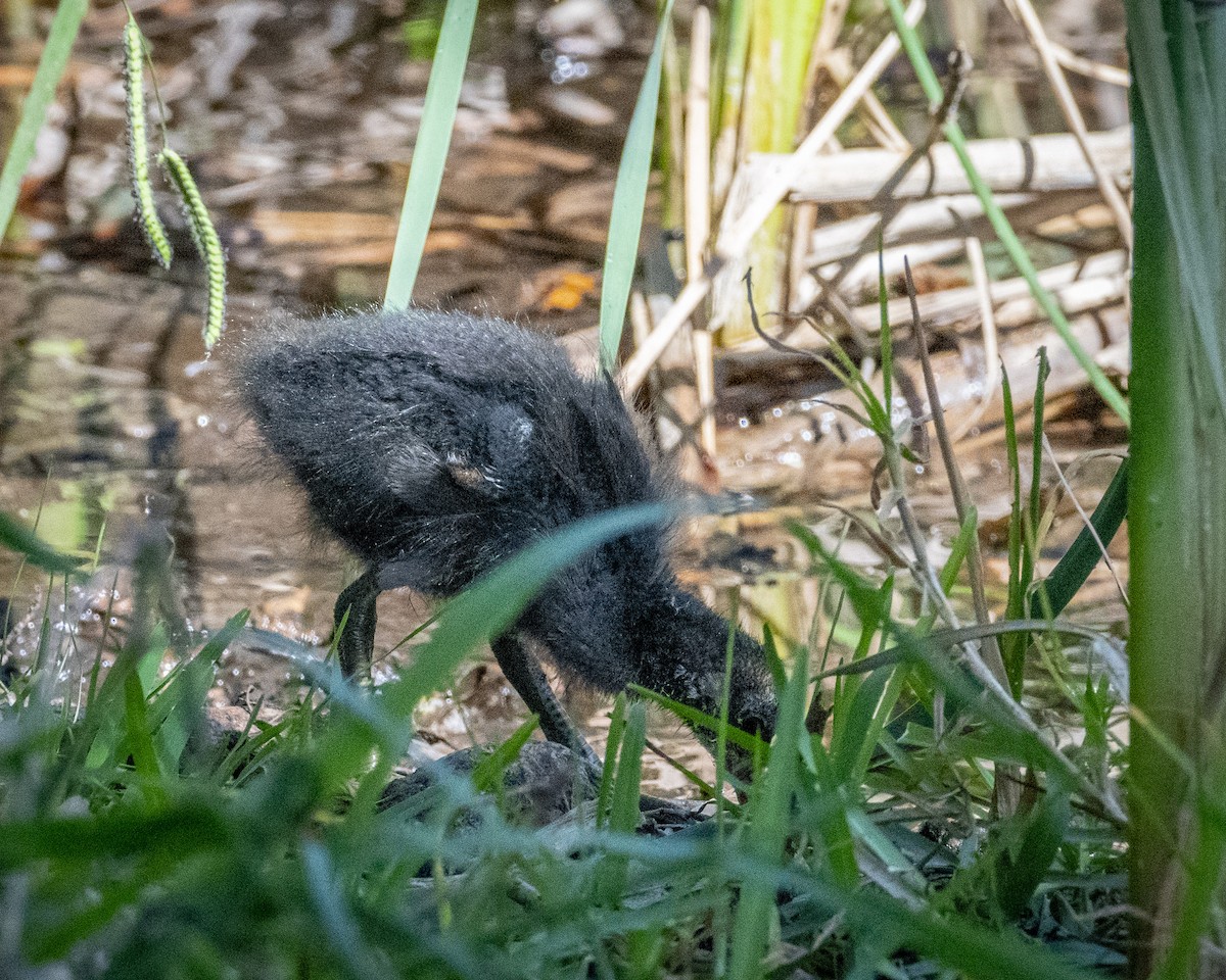 Common Gallinule - ML620900484