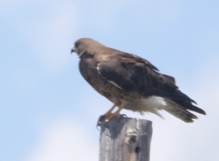 Swainson's Hawk - ML620900488