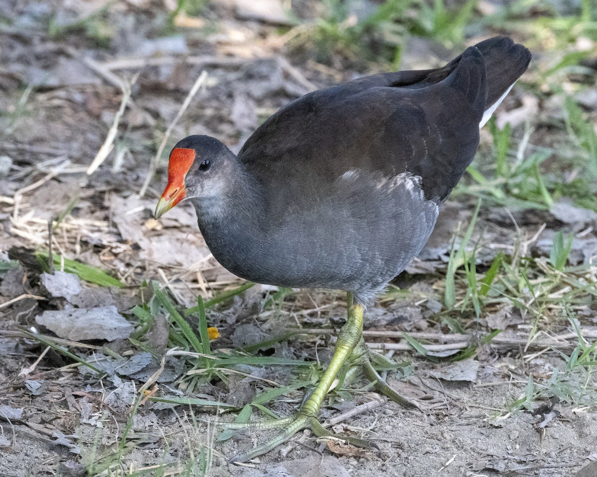 Common Gallinule - ML620900492