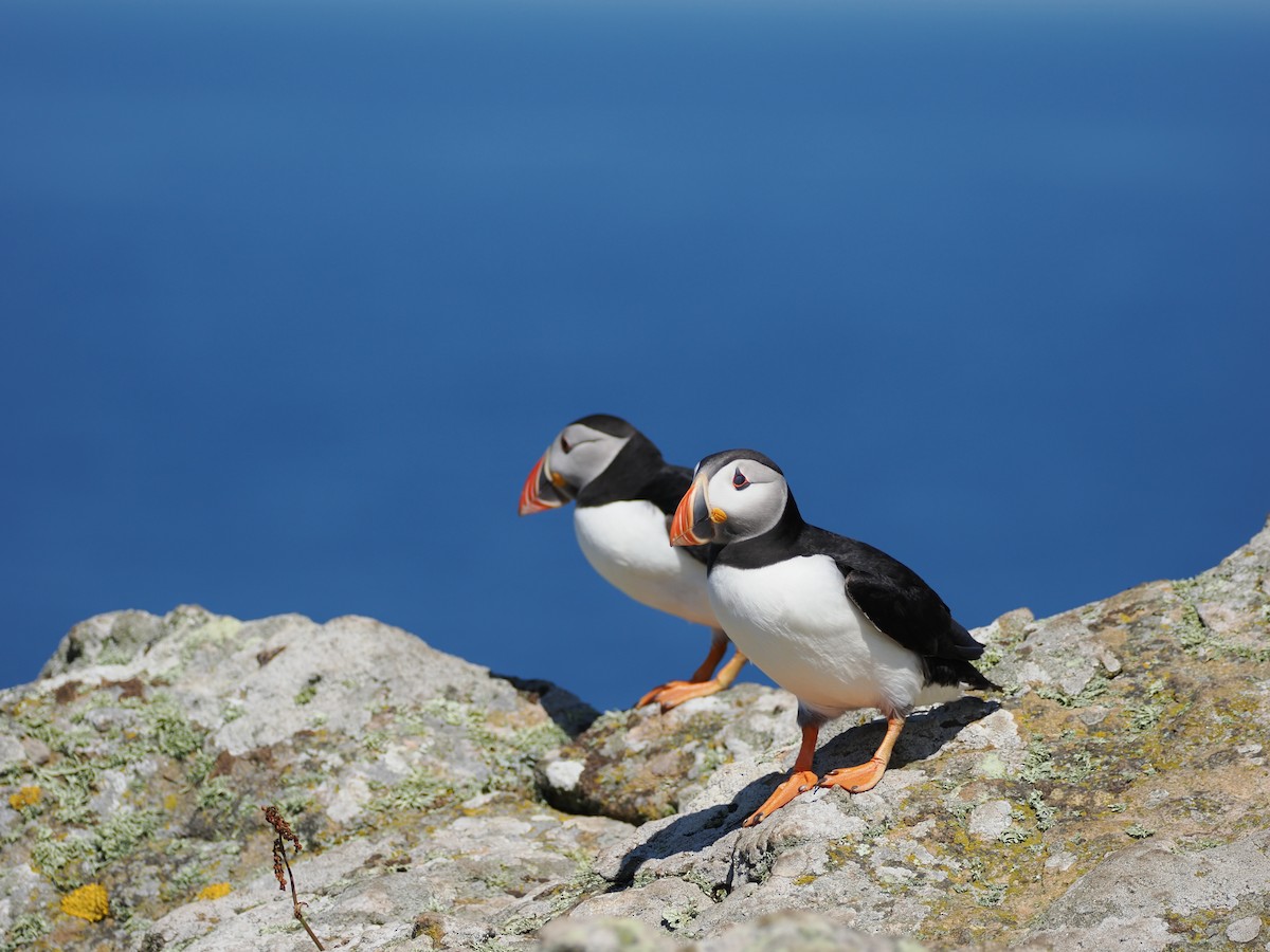 Atlantic Puffin - ML620900500