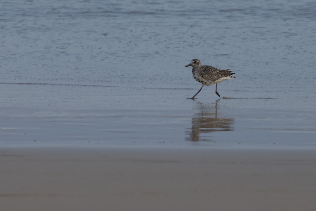 Black-bellied Plover - ML620900501