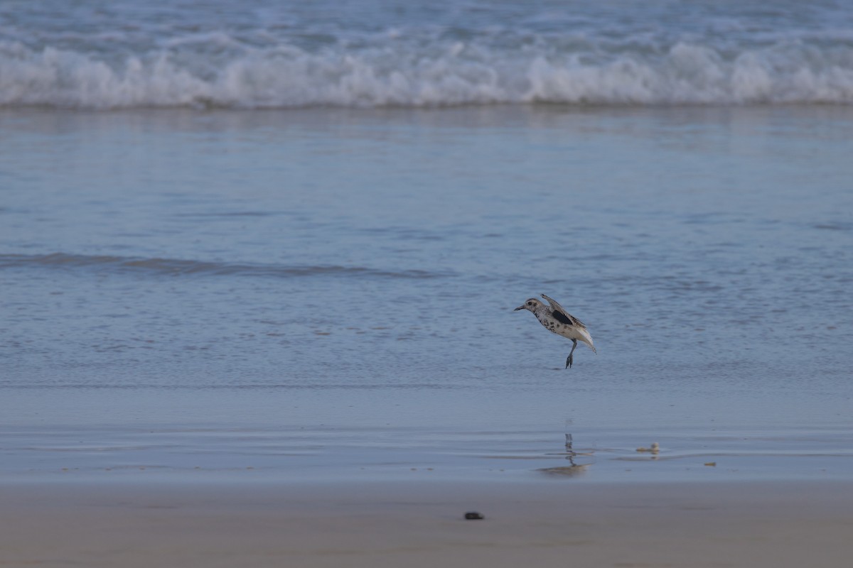 Black-bellied Plover - ML620900502