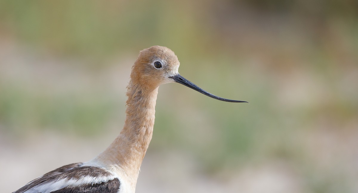 Avoceta Americana - ML620900506