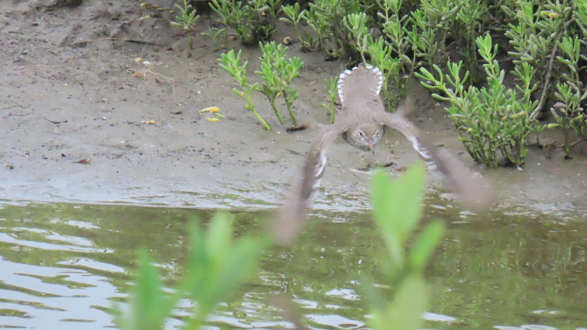 Spotted Sandpiper - Ann Kovich