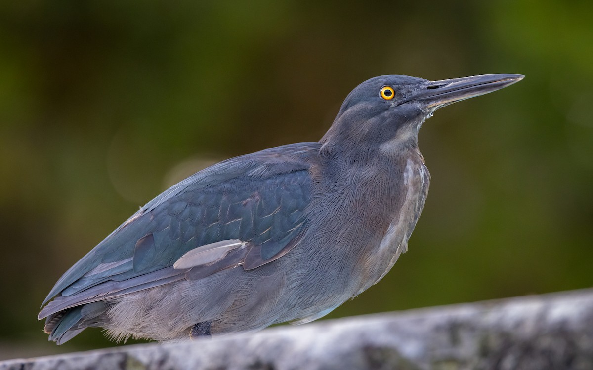 Striated Heron (Galapagos) - ML620900509