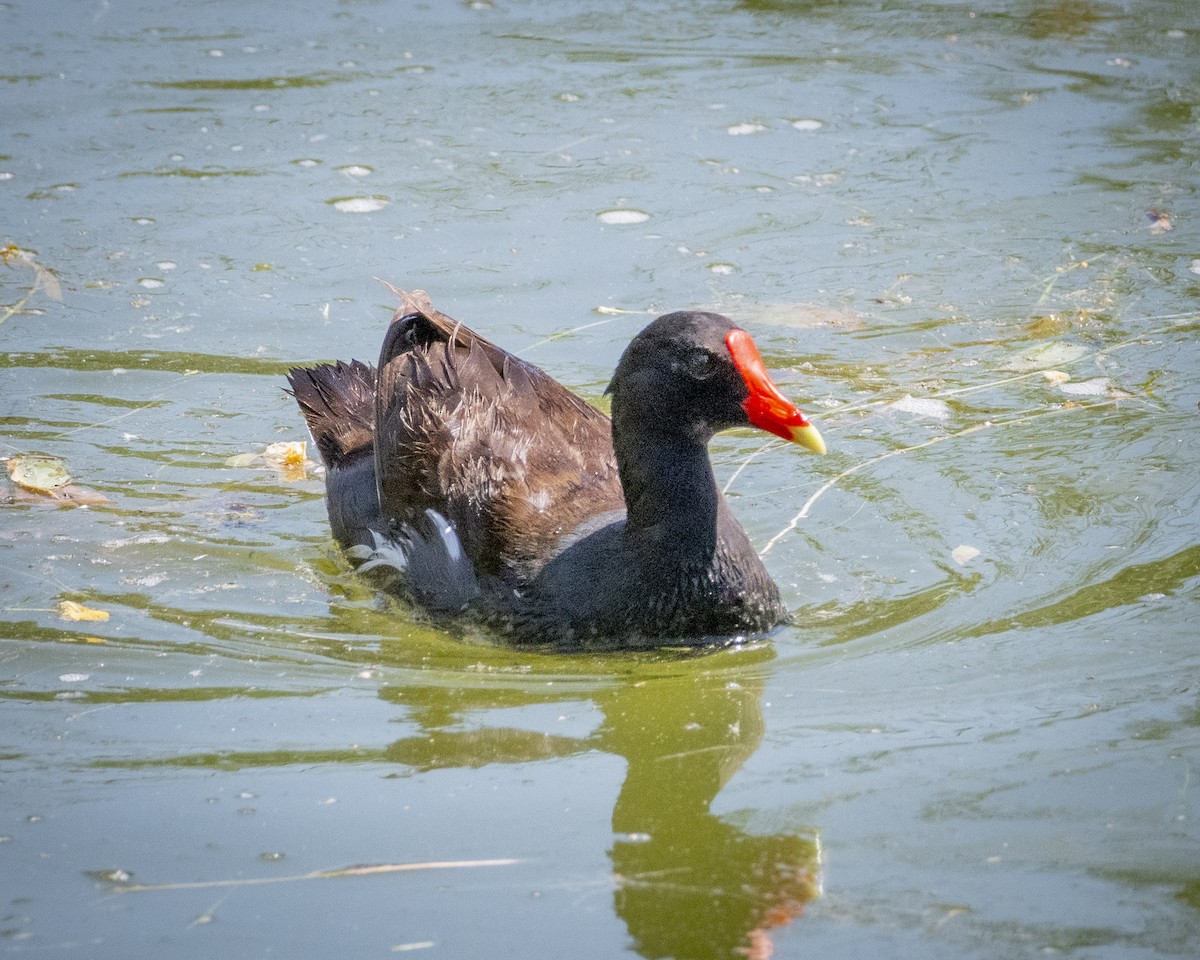 Common Gallinule - ML620900513