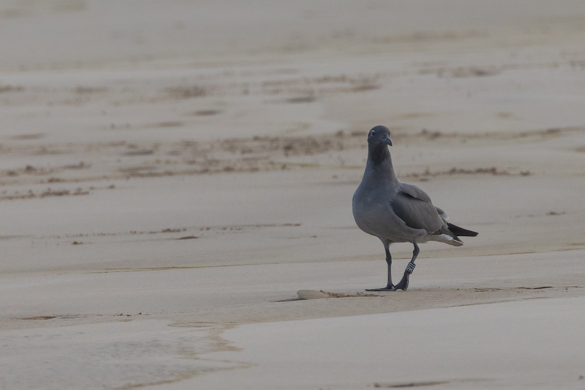 Gaviota Fuliginosa - ML620900515