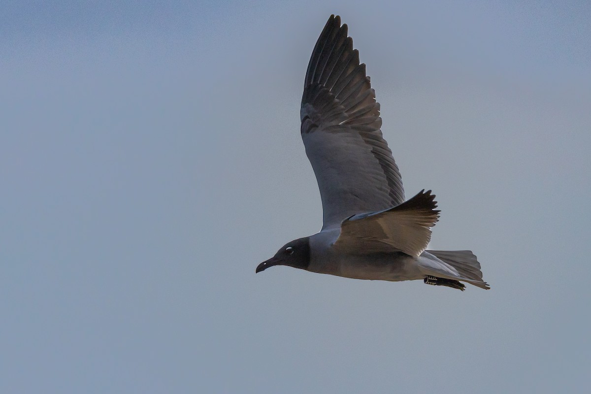 Gaviota Fuliginosa - ML620900516