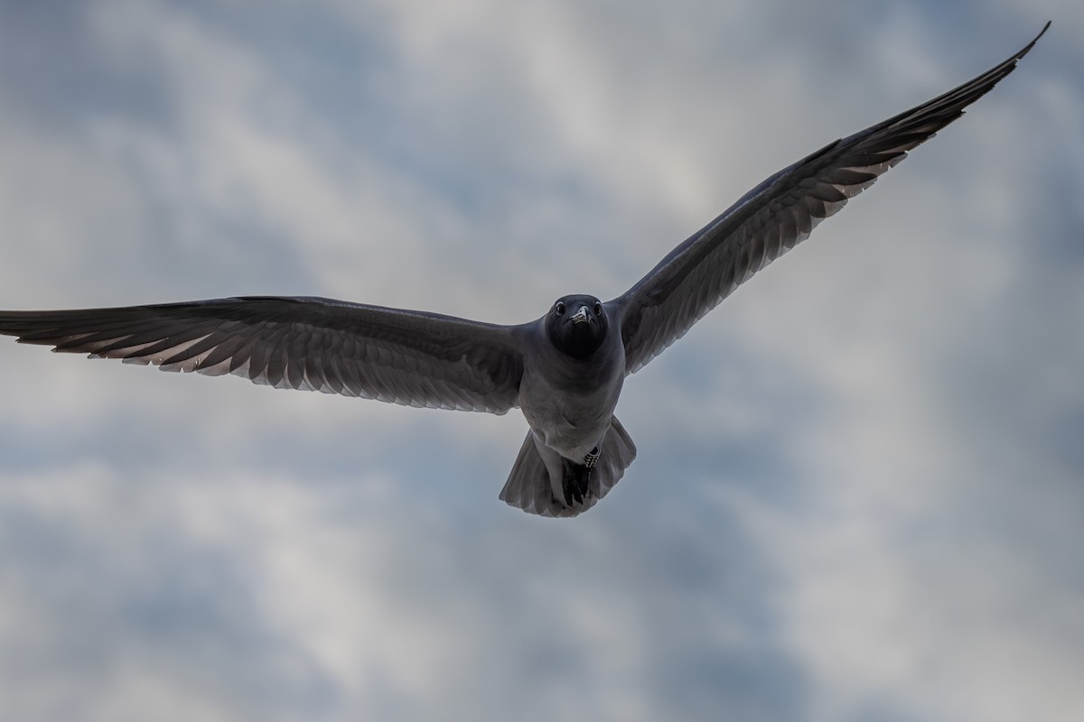 Gaviota Fuliginosa - ML620900517