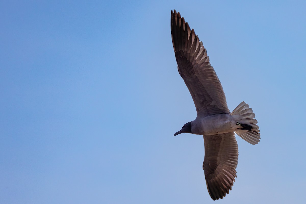 Gaviota Fuliginosa - ML620900518