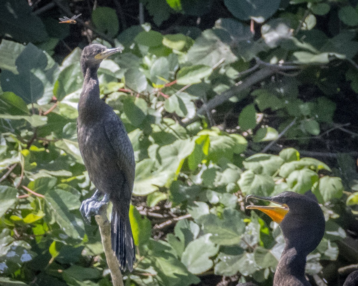 Neotropic Cormorant - James Kendall