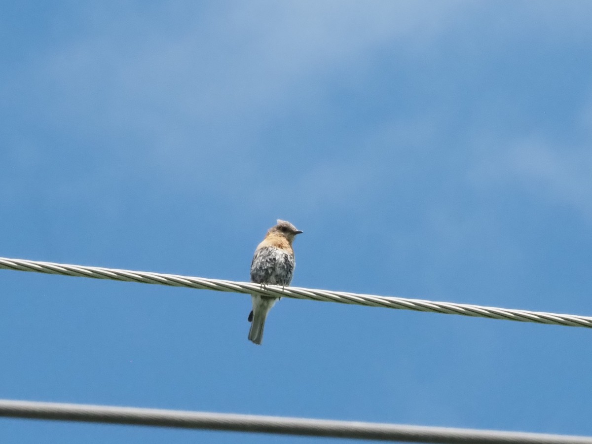 Eastern Bluebird - ML620900535