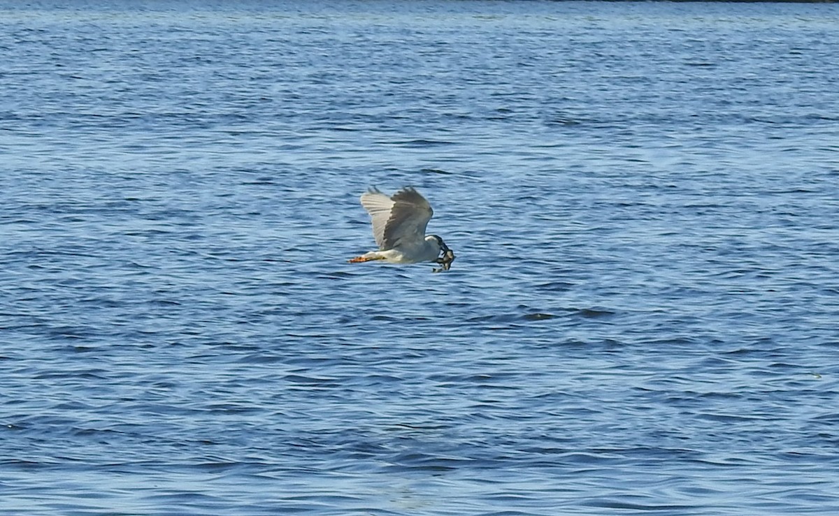 Black-crowned Night Heron - ML620900536