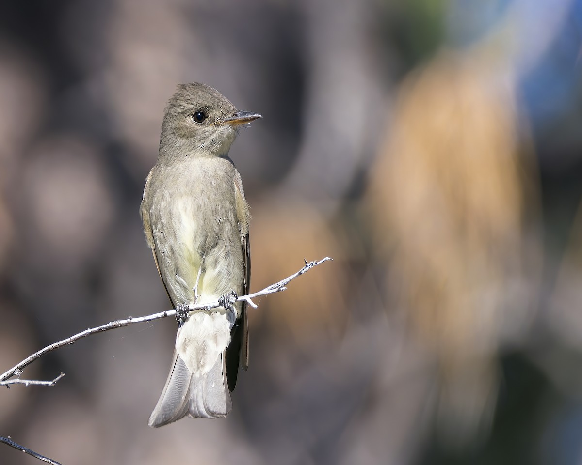 Western Wood-Pewee - Mark Sawyer