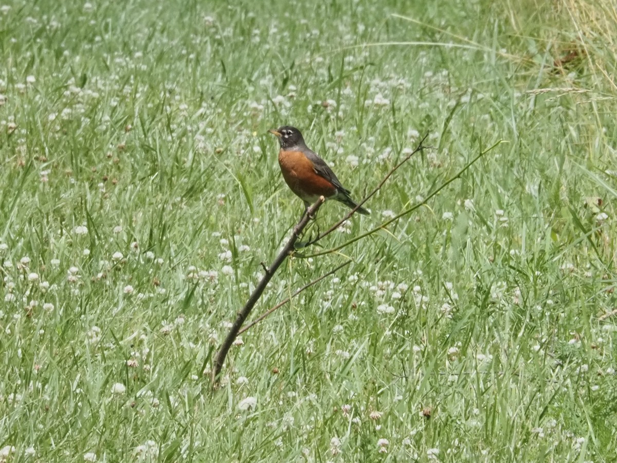 American Robin - ML620900542