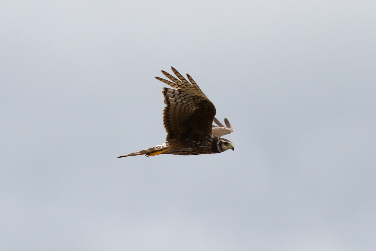 Long-winged Harrier - ML620900543