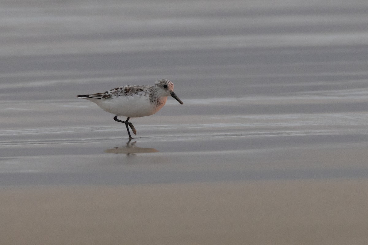 Bécasseau sanderling - ML620900546