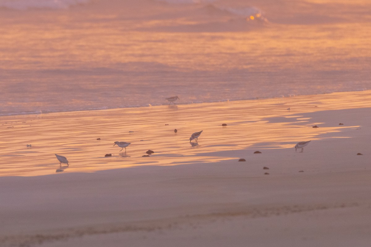 Bécasseau sanderling - ML620900547