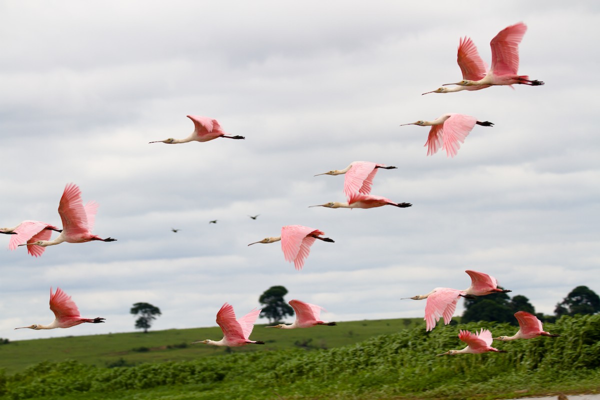 Roseate Spoonbill - ML620900550