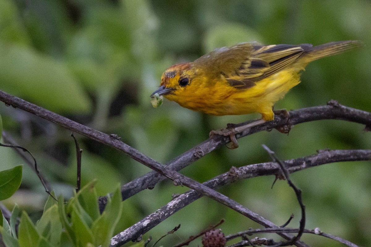 Yellow Warbler (Galapagos) - ML620900552