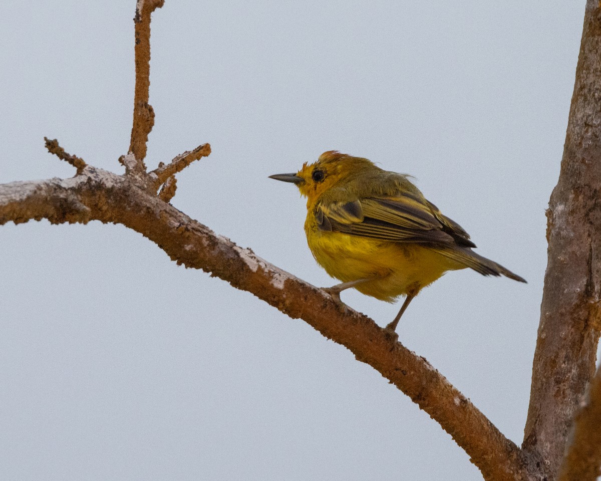 Yellow Warbler (Galapagos) - ML620900553