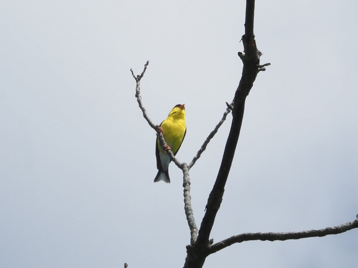 American Goldfinch - ML620900555