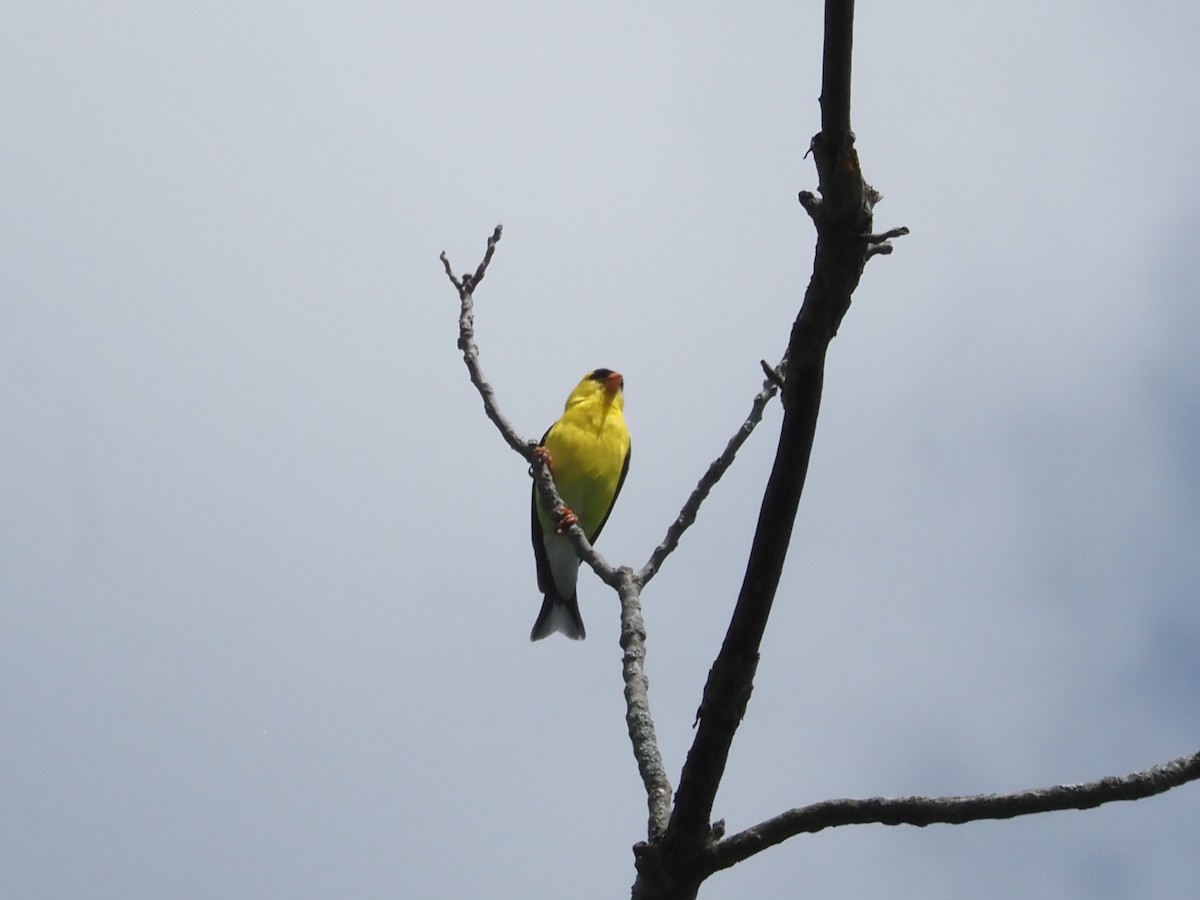 American Goldfinch - ML620900556