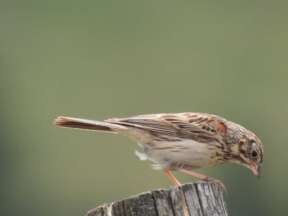 Vesper Sparrow - ML620900561