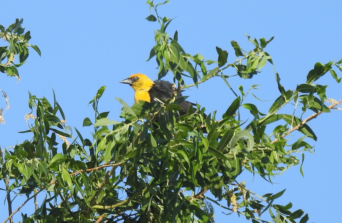 Yellow-headed Blackbird - Chris Dean