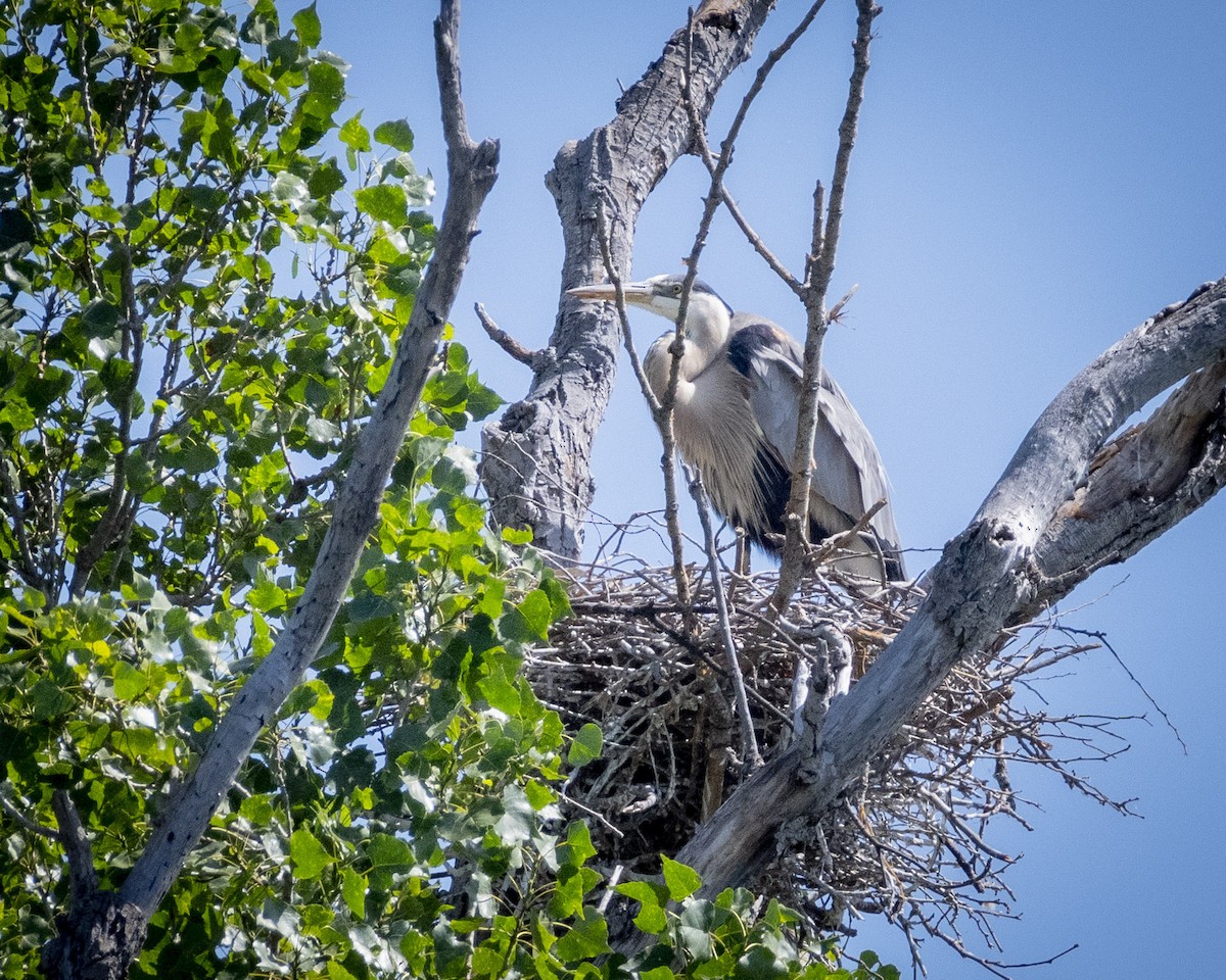 Great Blue Heron - ML620900565