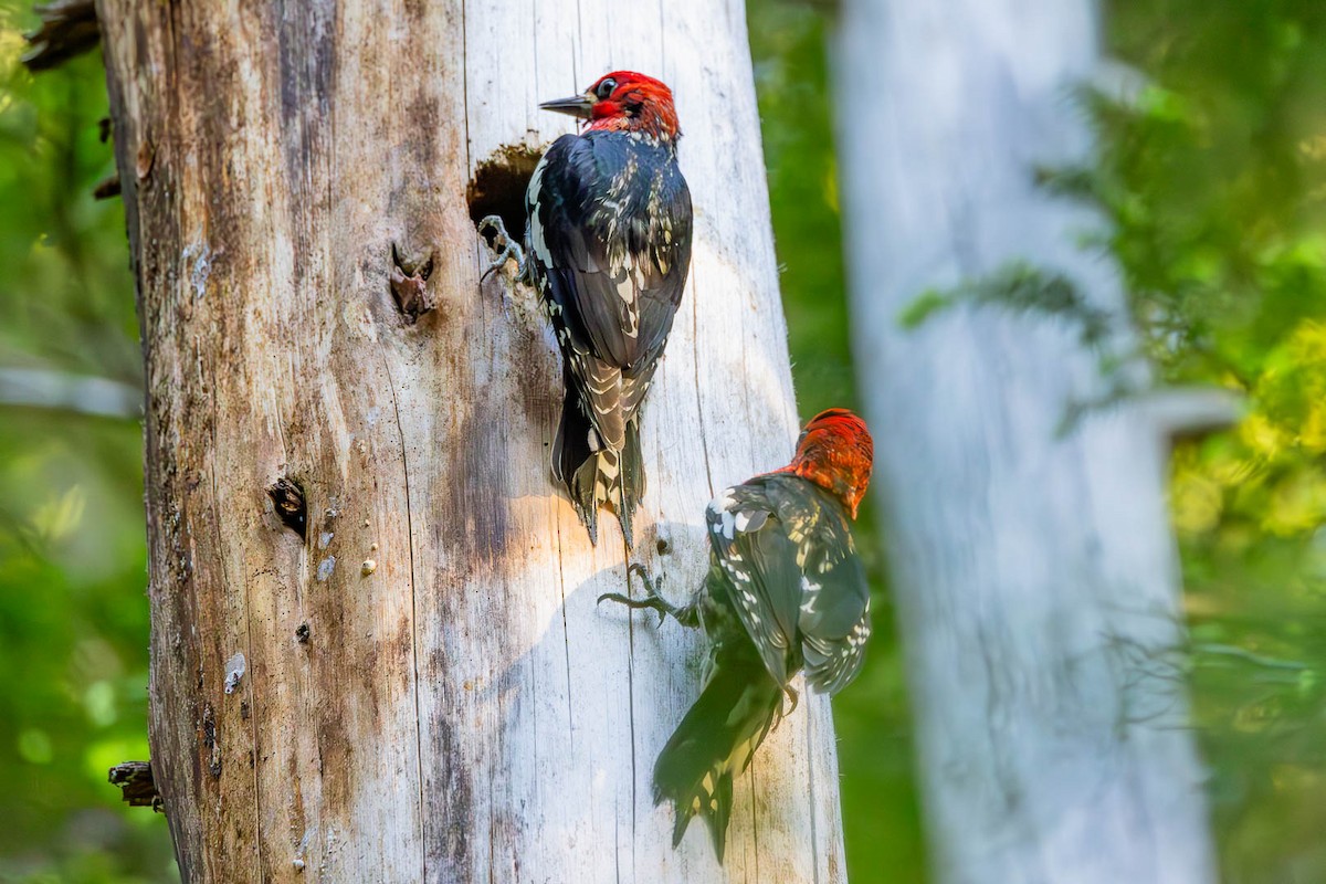 Red-breasted Sapsucker - ML620900566