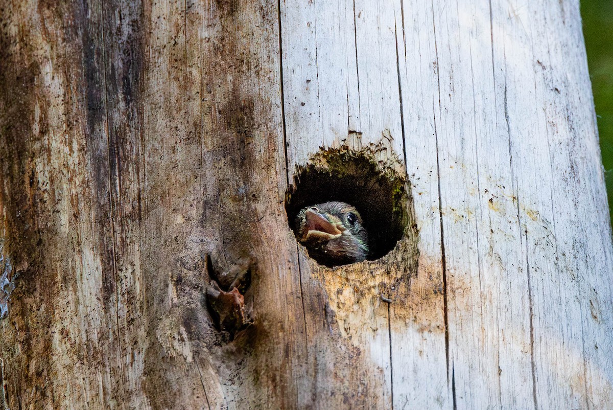 Red-breasted Sapsucker - Sean Neilson