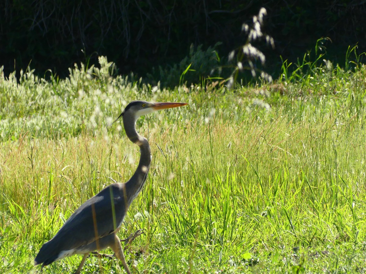 Great Blue Heron - Larry Koopa