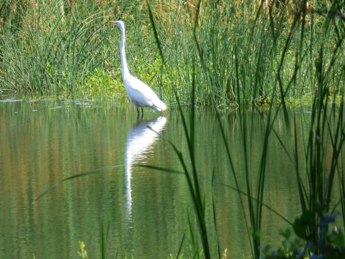 Great Egret - ML620900579