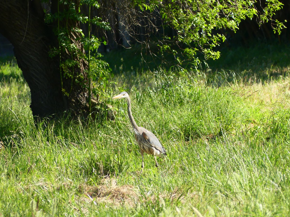 Great Blue Heron - ML620900581