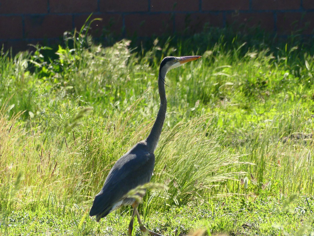 Great Blue Heron - ML620900582