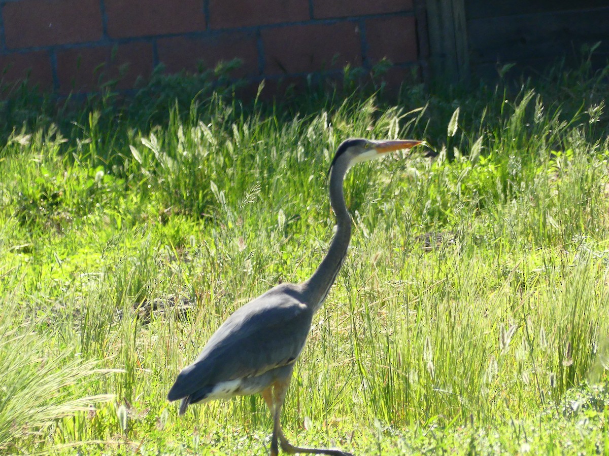 Great Blue Heron - ML620900584