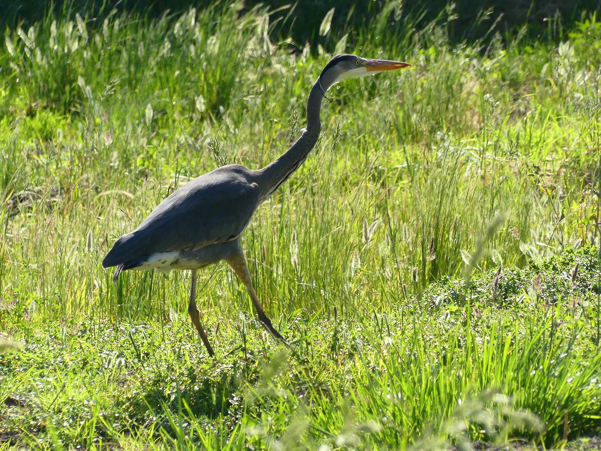 Great Blue Heron - ML620900585