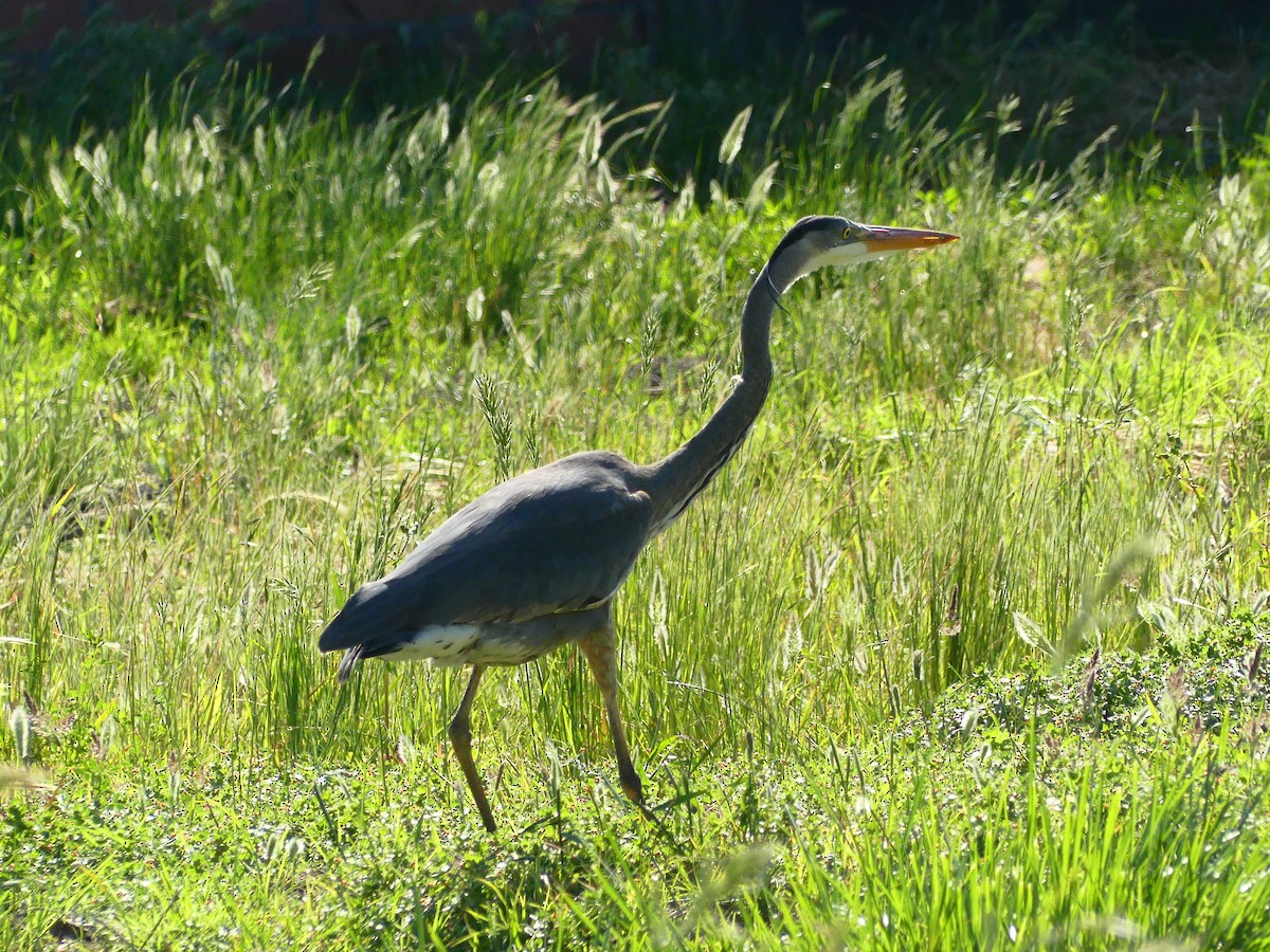 Great Blue Heron - ML620900586