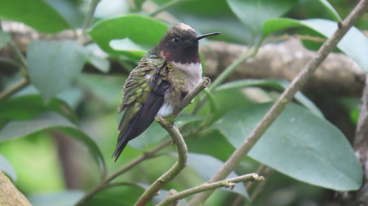 Ruby-throated Hummingbird - ML620900596