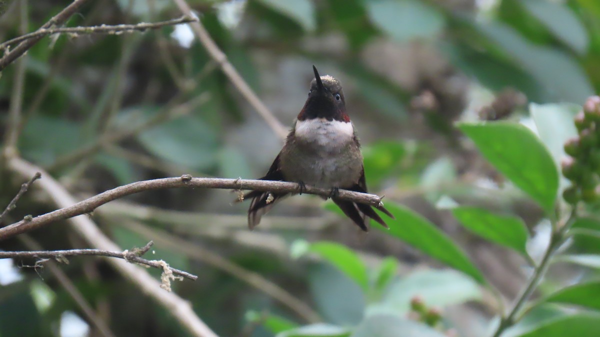 Ruby-throated Hummingbird - ML620900597