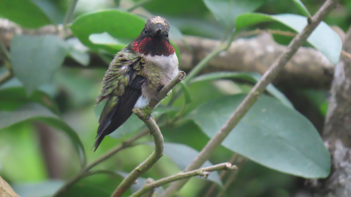 Ruby-throated Hummingbird - ML620900598