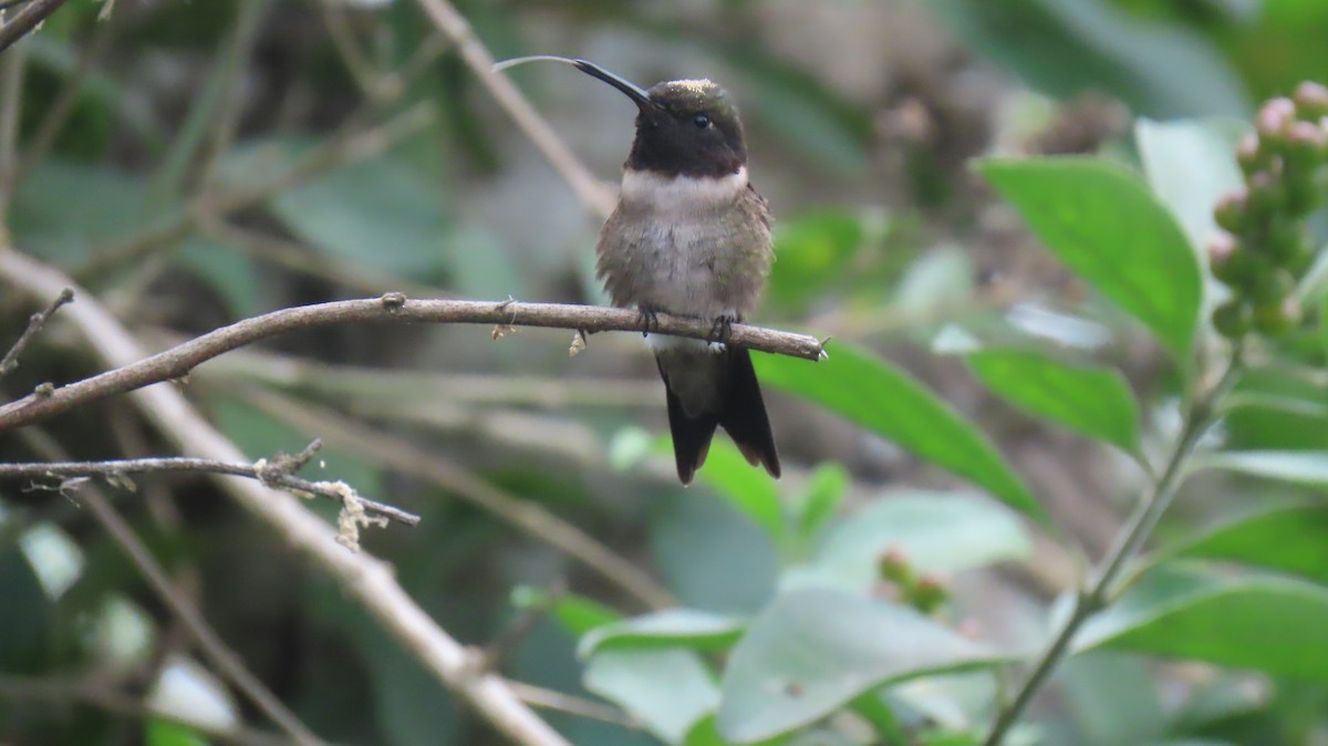 Ruby-throated Hummingbird - ML620900599