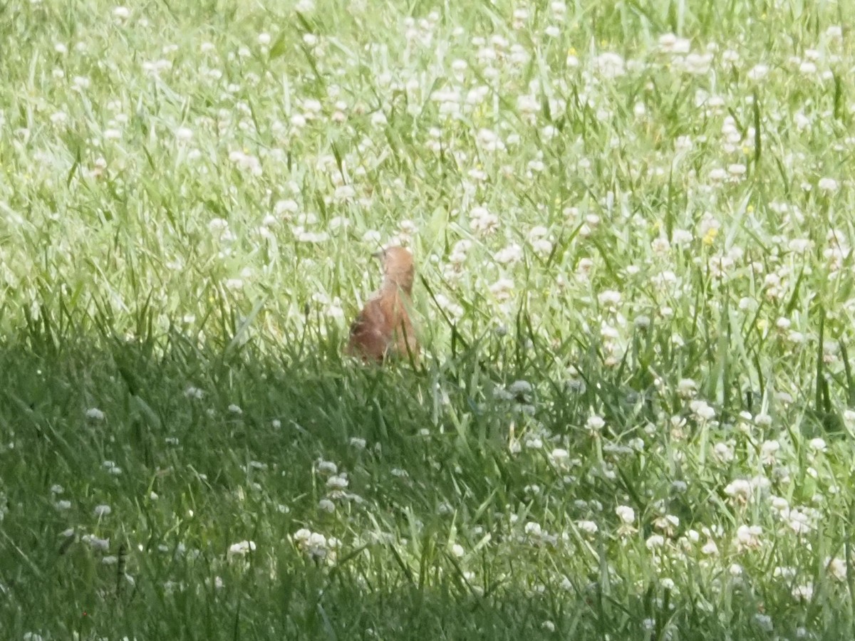 Brown Thrasher - ML620900605