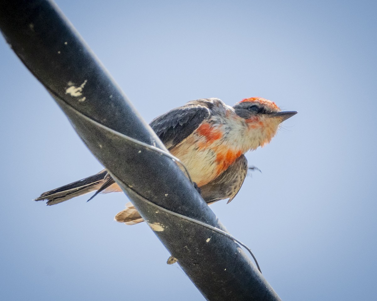 Vermilion Flycatcher - ML620900608