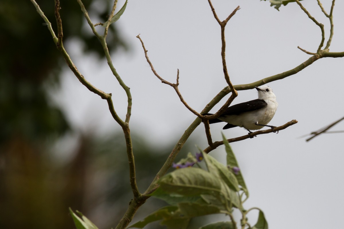 Black-backed Water-Tyrant - ML620900612