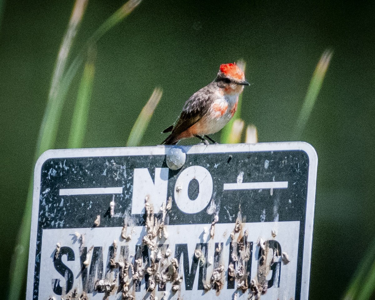 Vermilion Flycatcher - ML620900614