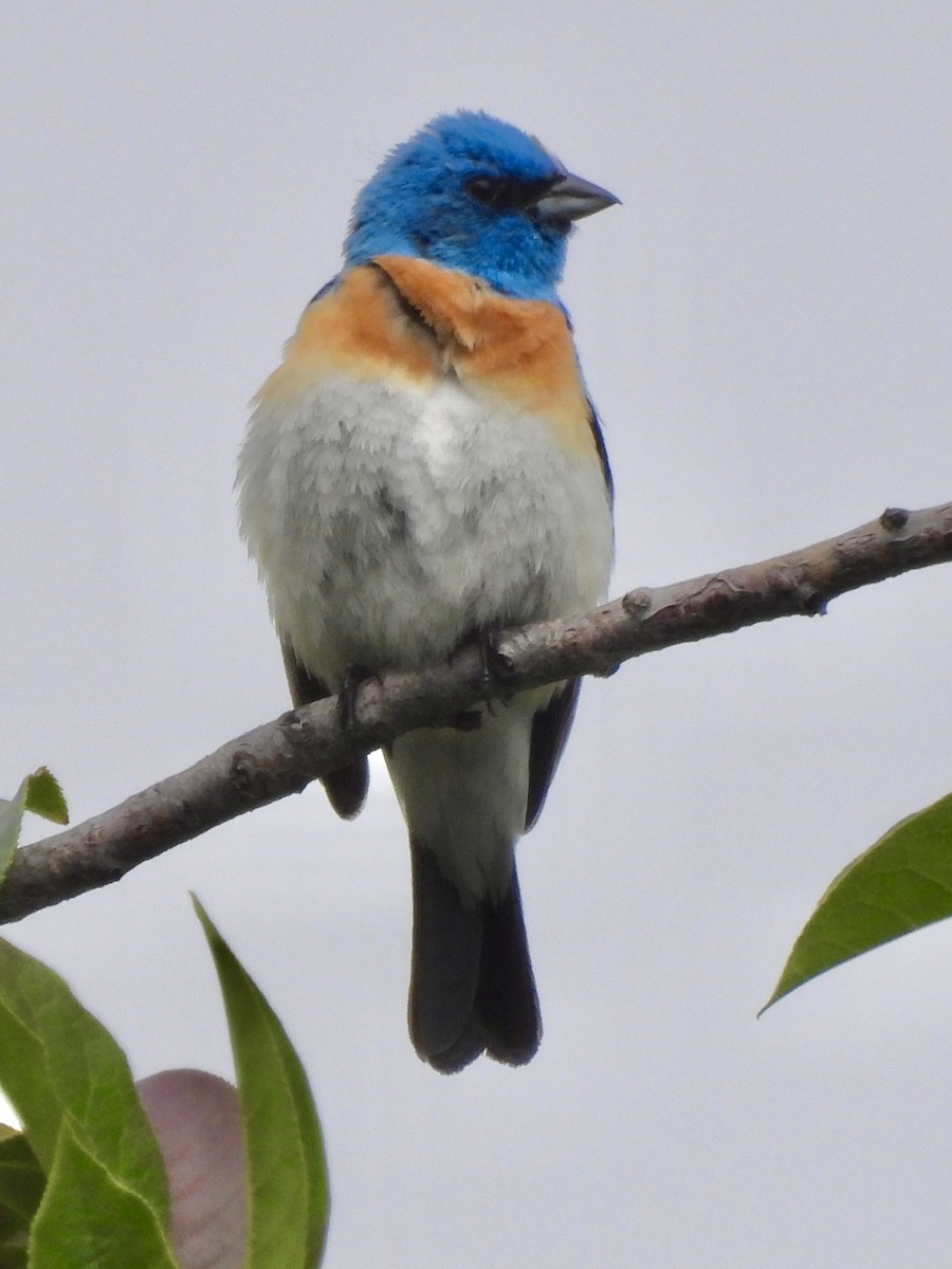 Lazuli Bunting - ML620900616